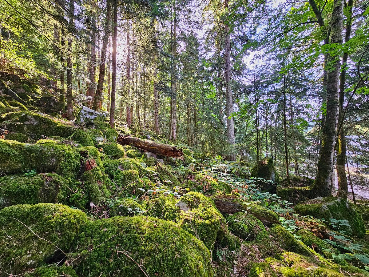Feenwald