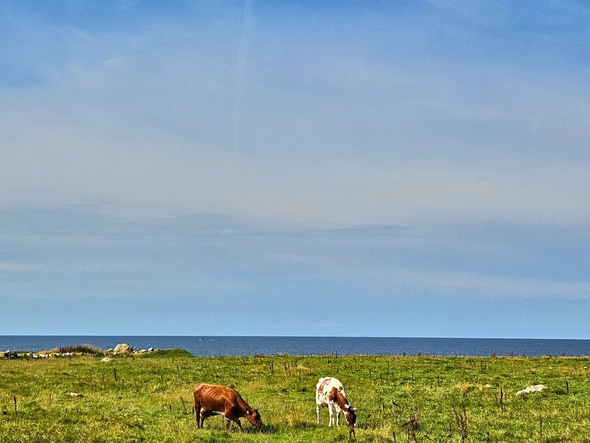 die Jæren