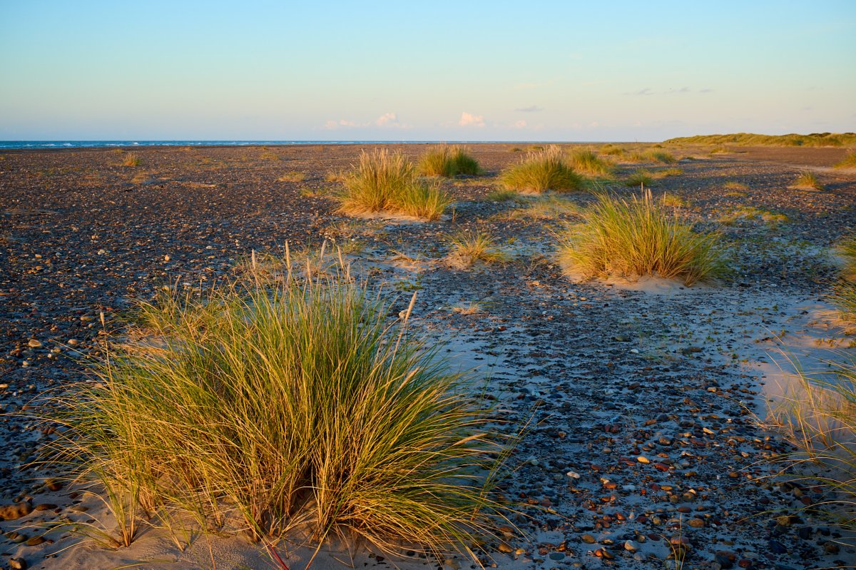 Abendsonne im Strandgras