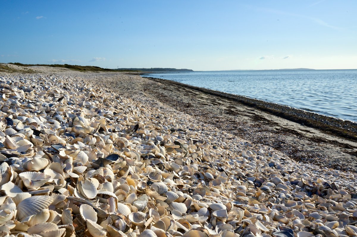 Muschelstrand