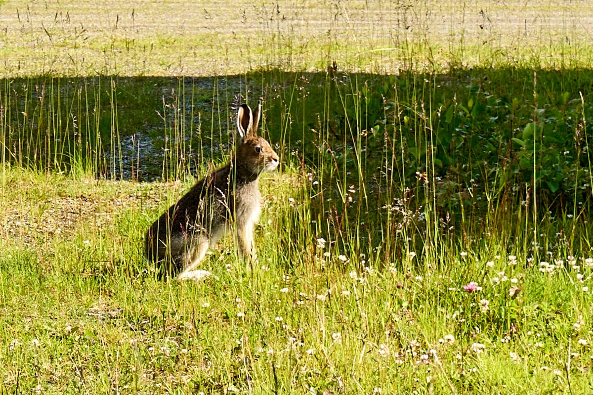 Sogar der Hase ist schläfrig