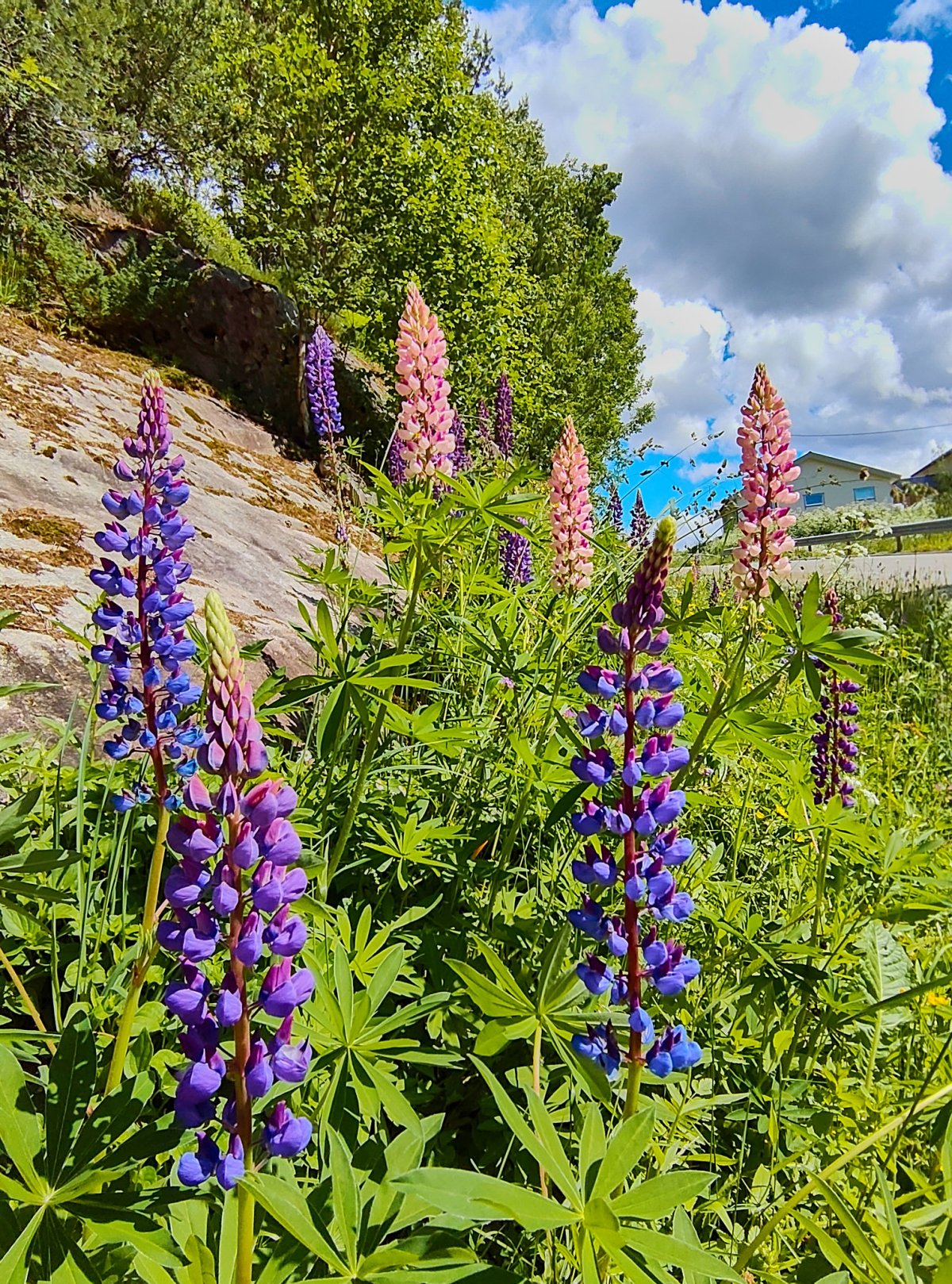 Wilde Lupinen