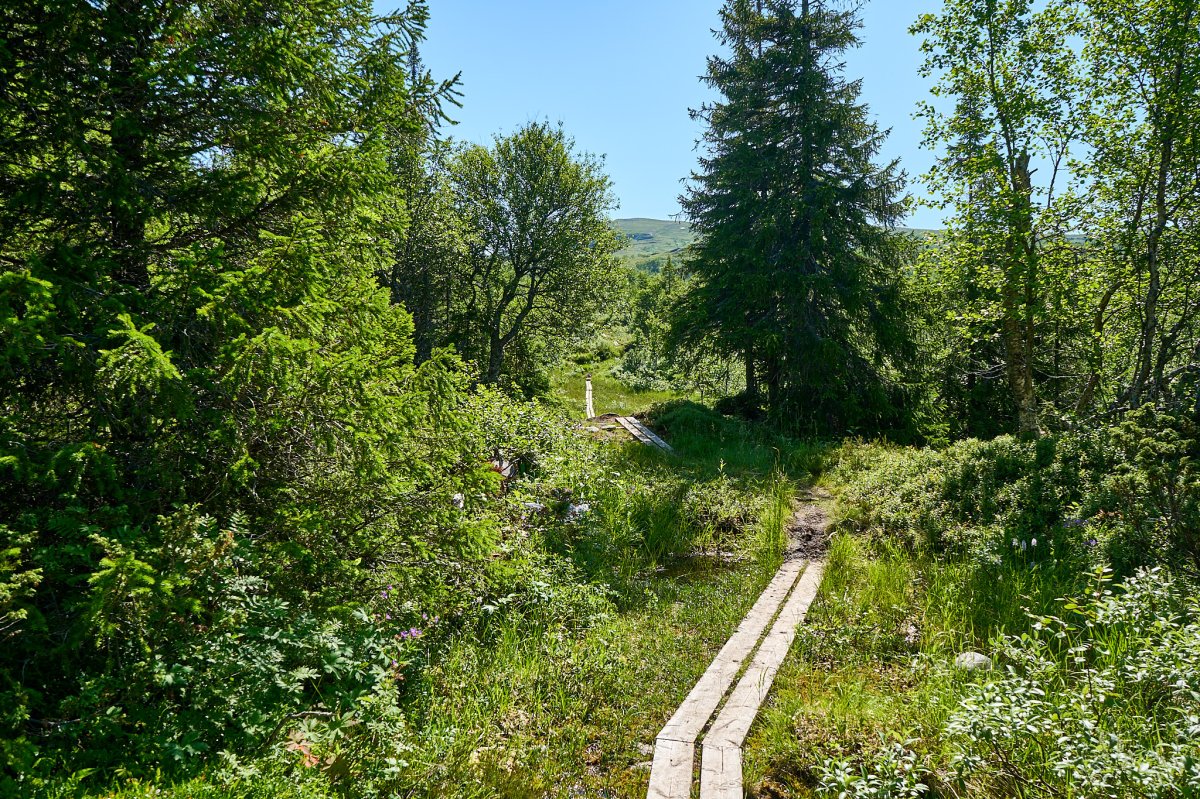 Holzstege